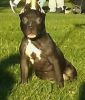 Exotic American Bully