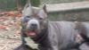 amazing thick Blue American Bullies puppies for sale