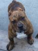 ABKC 4 MONTH OLD MALE BRINDLE BULLY PUP FOR SALE