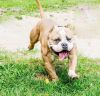 American Bully Puppies for sale! Great price for great bloodlines