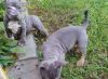 egsvxv American Bully Puppies for Sale