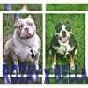 American Bully pups Tri and Tri color carriers