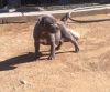 American Bully Puppies for Sale