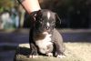 American bullies pup for sale