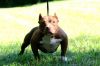 1year Chocolate Female American Bully Available No Litters