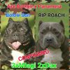 American bully pups Bolow bloodline