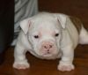 Pocket size bully pups for sale