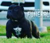 ⛪️Funeral Puppy for sale⛪️