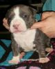 Ukc tri /trindle american bully pup
