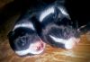 American Bully pups. for sale !!! Adorable