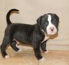 BSC American Bully Pups