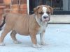 American Bully/Olde English Bulldogge pup