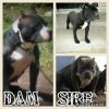 American Bully pups looking for their forever home