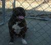 6month old male American Bully