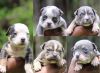 Available tri color bully