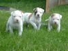 gorgeous american bulldog nkc puppies,text us on (xxx)-xxx-xxxx