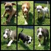 Pure American Bully Puppies Available