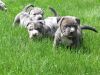 Strong American Bully Puppies to let go
