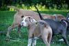 2 ABKC REGISTERED AMERICAN BULLY PUPPIES