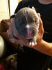 UKC Gotti/Razors Edge Blue Brindle Pocket Female Puppy-available soon