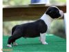 AKC American Bully pup available