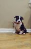 Paperd american bully male pups