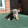 American Tri Bully for Sale