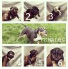 Tri colored American Bully puppies