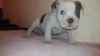 ABKC American Bully Puppies
