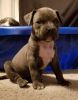 American Bully Puppies for sale!! COME GET ONE TODAY!!! Great X-MAS