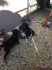 Tri color american bully puppies