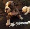 Bully pit pups available miagi and mikeland and gotti bloodline
