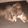 9 american bully puppies all males