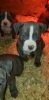 AMERICAN BULLY PUPS BLUE READY MARCH 5TH