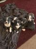 Akc females and males American bully pups