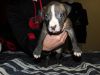 American bully puppies! UKC registered! Ready for new home today!