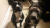 2 Colby Line Pits