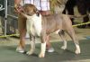 Champion Male American Bully 8 months