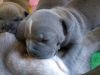American bully breed pups for sale