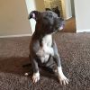 American bully pup for sale
