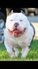 American Bully puppies off Creme X Bentley
