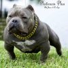 American exotic bully for sale.. Hazeline and Bape