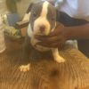 Bully puppies affordable authentic