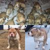 American bully's for sale