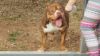 Pitbull Bully Puppies due anyday now!!!