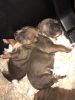 Tri-Color American Bully & Pocket Bully Puppies