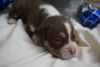 American Bully puppies- 6 left!!!