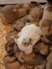 Trench Dog Kennel merrel puppies American Bullies