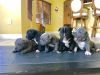 Exotic Micro Pocket Bully Pups for Sale