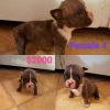 Exotic American bully pups ready